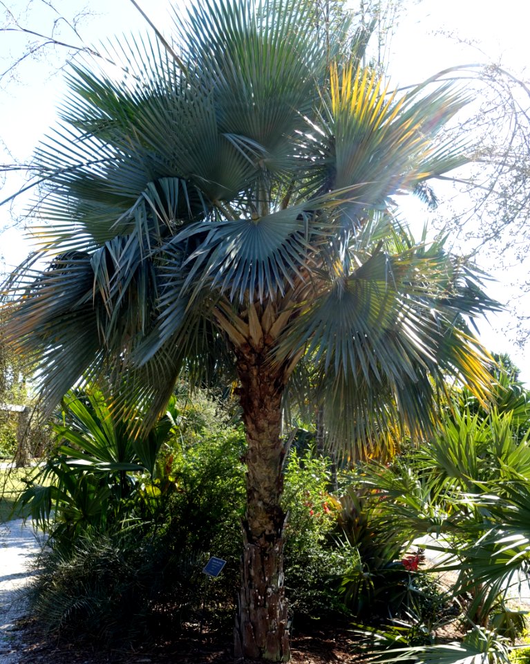 Copernicia hospita - Naples Botanical Garden - Naples, Florida - DSC00041