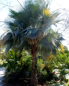 Copernicia hospita - Naples Botanical Garden - Naples, Florida - DSC00041