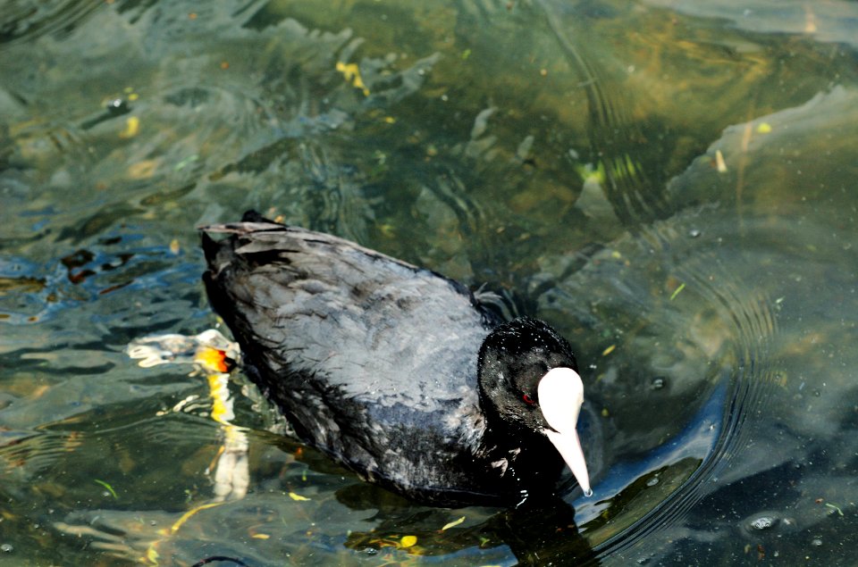 Coot-swimming-Verulamium-Park-lake-20050507-002