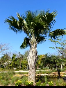 Copernicia baileyana - Naples Botanical Garden - Naples, Florida - DSC09962