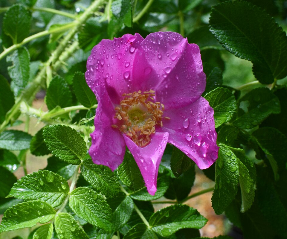 Rose buds rugosa rose