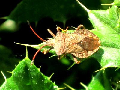 Coreus marginatus (Dock bug), Arnhem, the Netherlands photo