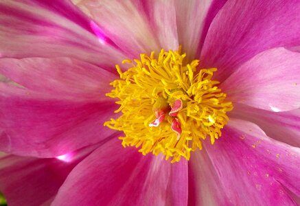 Close up pink spring photo
