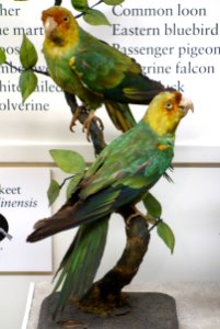 Conuropsis carolinensis - Fairbanks Museum and Planetarium - DSC04226