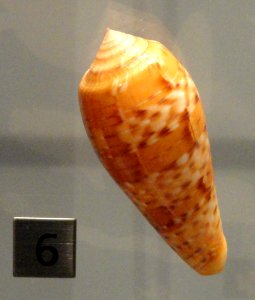 Conus dusaveli - Royal Ontario Museum - DSC00208