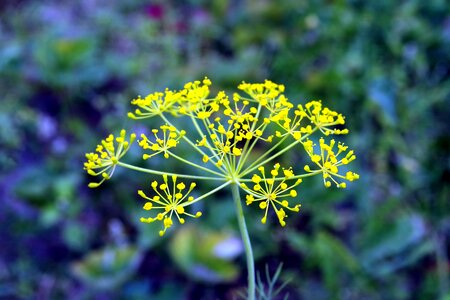 Green perennial nature