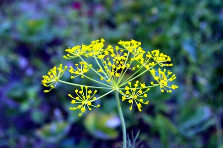 Green perennial nature photo