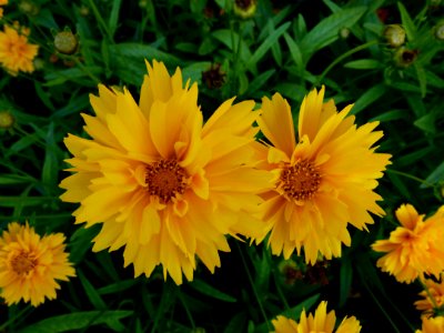 Coreopsis grandiflora "Heliot" 3 photo