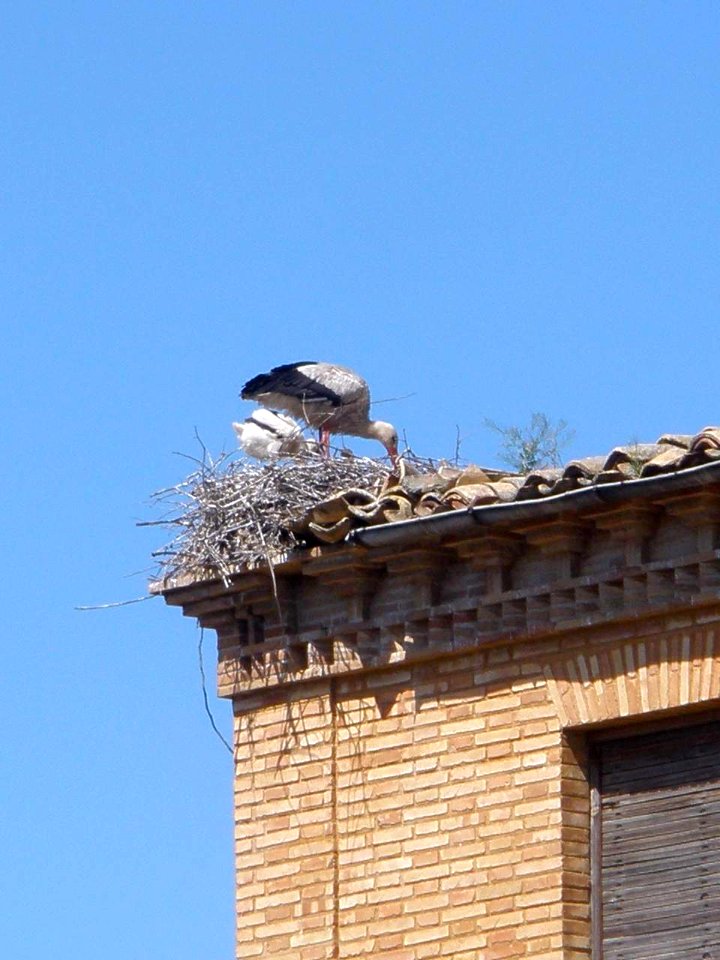 Corella 22