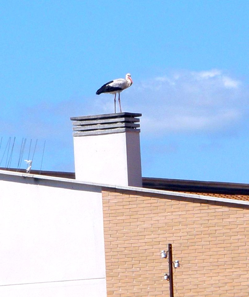 Corella 20