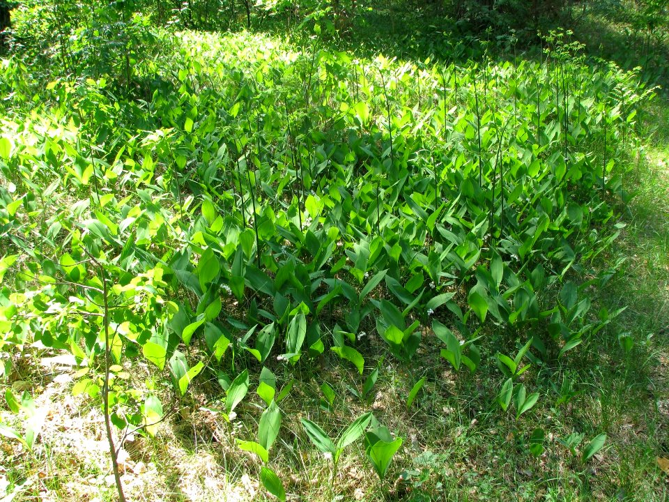 Convallaria majalis 6014