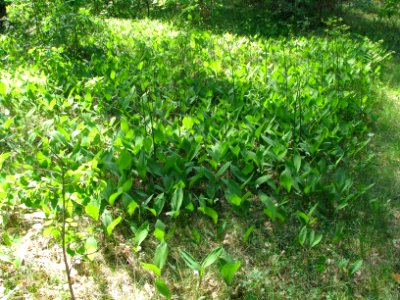 Convallaria majalis 6014