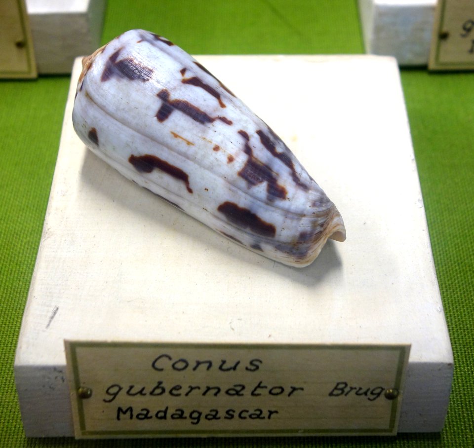 Conus gubernator - Museo Civico di Storia Naturale Giacomo Doria - Genoa, Italy - DSC03264