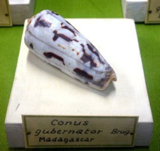 Conus gubernator - Museo Civico di Storia Naturale Giacomo Doria - Genoa, Italy - DSC03264