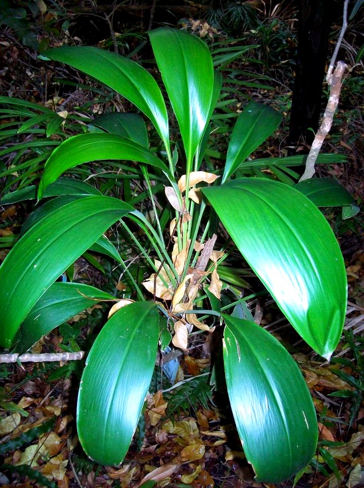 Cordyline manners suttonii Dee Why