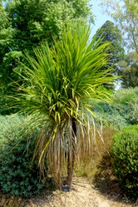Cordyline australis - Savill Garden - Windsor Great Park, England - DSC05974