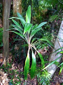 Cordyline cannifolia Dee Why