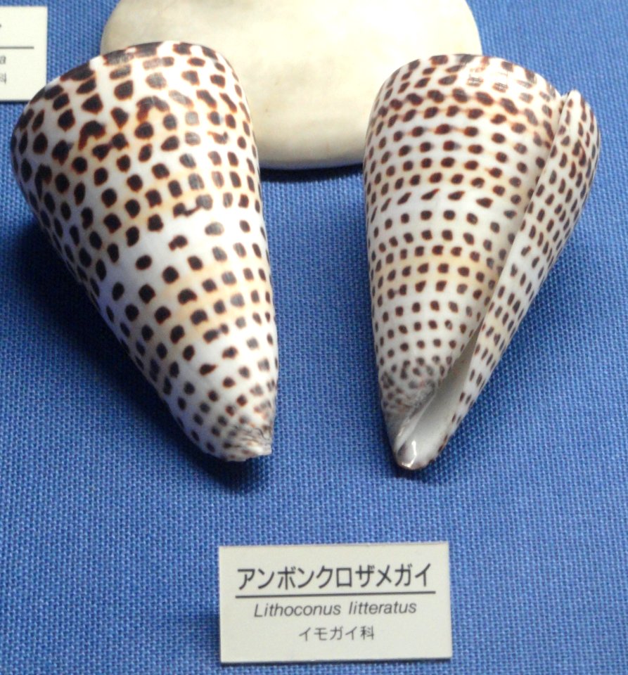 Conus (Lithoconus) litteratus - Osaka Museum of Natural History - DSC07842