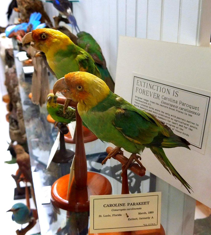 Conuropsis carolinensis - Pember Library and Museum - Granville, New York - 20180224 142639