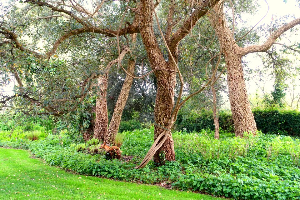 Cork oaks - Torrecchia Vecchia - Cisterna di Latina, Italy - DSC03274