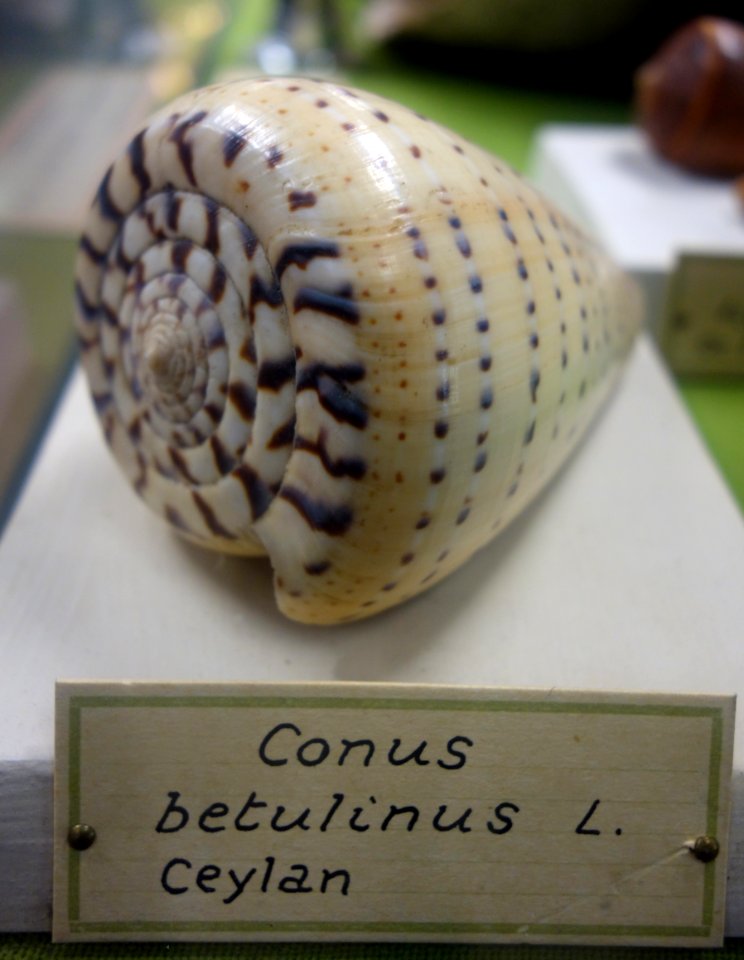 Conus betulinus - Museo Civico di Storia Naturale Giacomo Doria - Genoa, Italy - DSC03267