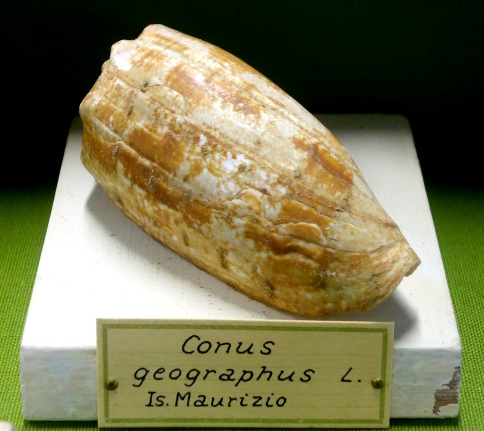 Conus geographus - Museo Civico di Storia Naturale Giacomo Doria - Genoa, Italy - DSC03262
