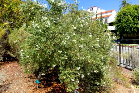 Cordia decandra - Mildred E. Mathias Botanical Garden - University of California, Los Angeles - DSC02851