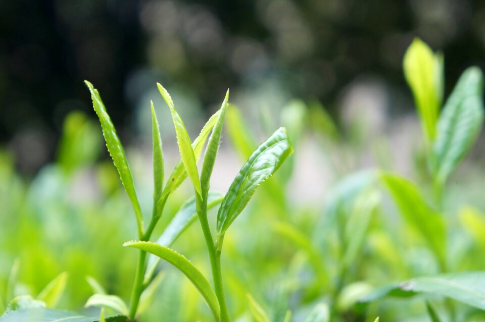 Tea chaya tea garden