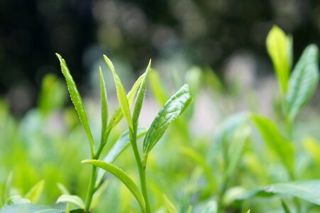 Tea chaya tea garden