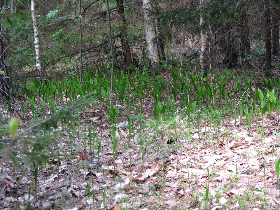 Convallaria majalis 5801