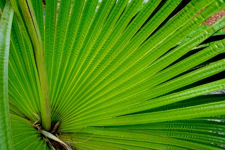 Copernicia macroglossa - Mounts Botanical Garden - Palm Beach County, Florida -DSC03749