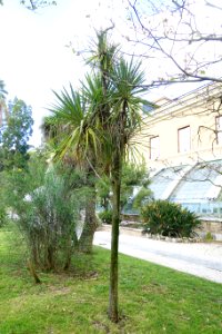 Cordyline australis - Orto botanico - Rome, Italy - DSC09881