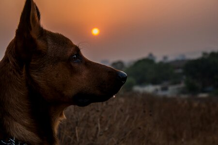 Cute canine domestic
