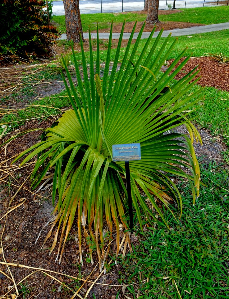 Copernicia macroglossa - Mounts Botanical Garden - Palm Beach County, Florida -DSC03747