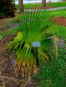 Copernicia macroglossa - Mounts Botanical Garden - Palm Beach County, Florida -DSC03747