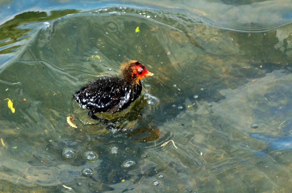 Coot-chick-swimming-Verulamium-Park-lake-20050507-003