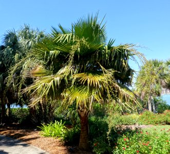 Copernicia berteroana - Marie Selby Botanical Gardens - Sarasota, Florida - DSC01536