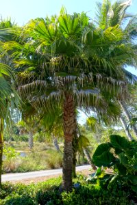 Copernicia berteroana - Naples Botanical Garden - Naples, Florida - DSC00046
