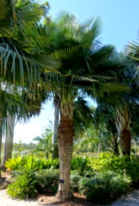 Copernicia baileyana - Naples Botanical Garden - Naples, Florida - DSC00016