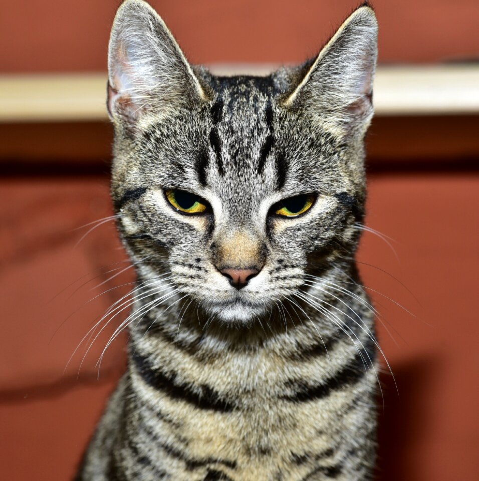 Animal whiskers domestic cat