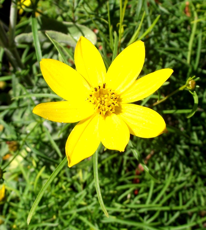 Coreopsis verticillata 'Zagreb'