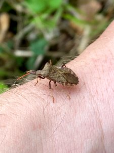 Coreus marginatus 129048788