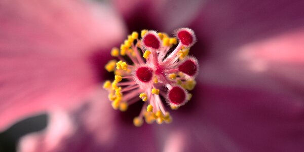 Close up macro photography blossom