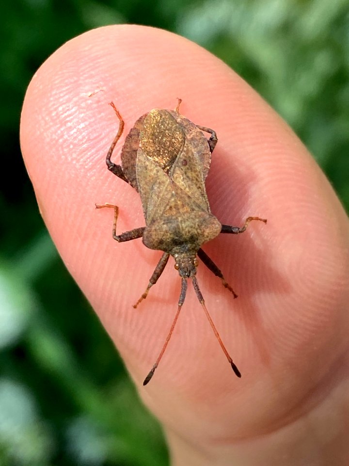 Coreus marginatus 138968910