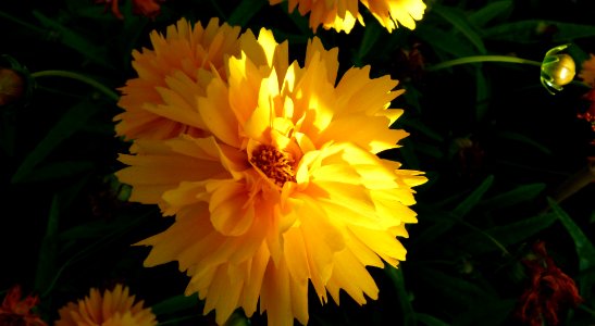Coreopsis grandiflora "Heliot"