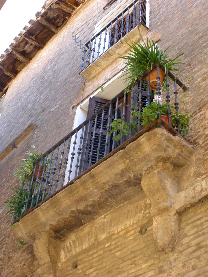 Corella 27