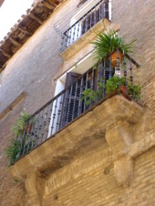 Corella 27
