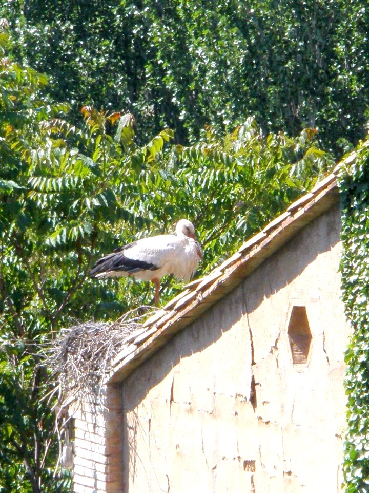 Corella 21