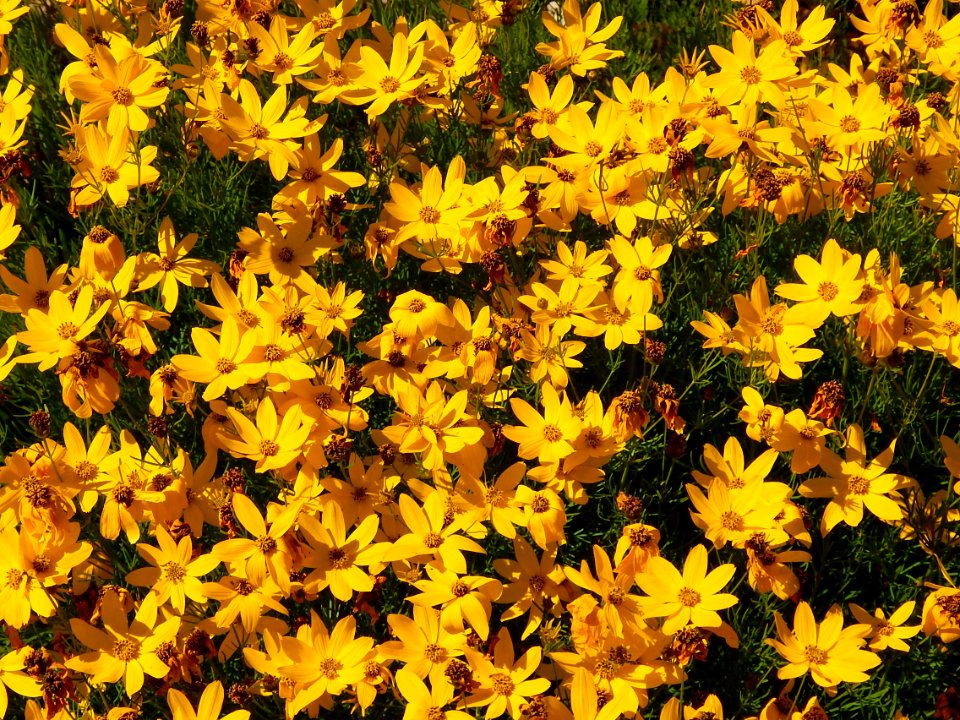 Coreopsis verticillata in July, Auburn WA