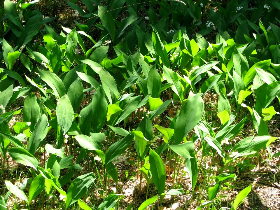 Convallaria majalis 6003